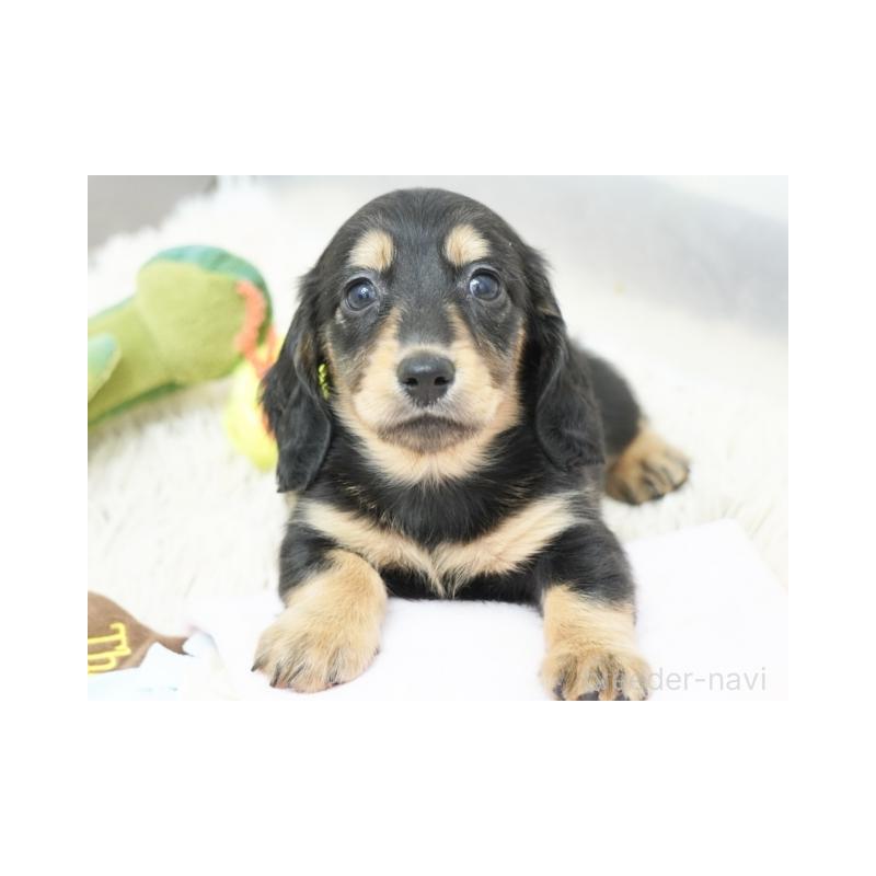 成約済の兵庫県のミニチュアダックスフンド(ロングヘアード)-420278の5枚目