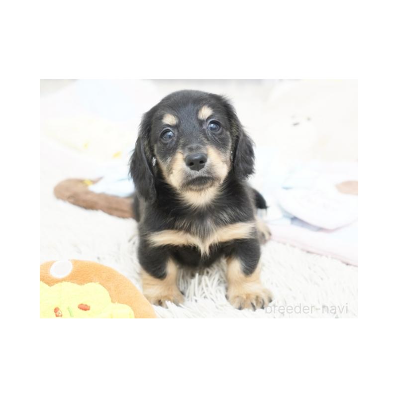 販売中の兵庫県のミニチュアダックスフンド(ロングヘアード)-420277の6枚目