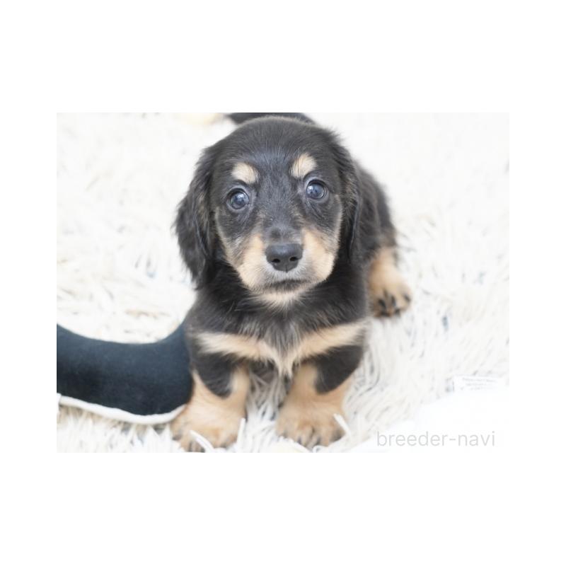 販売中の兵庫県のミニチュアダックスフンド(ロングヘアード)-420277の5枚目