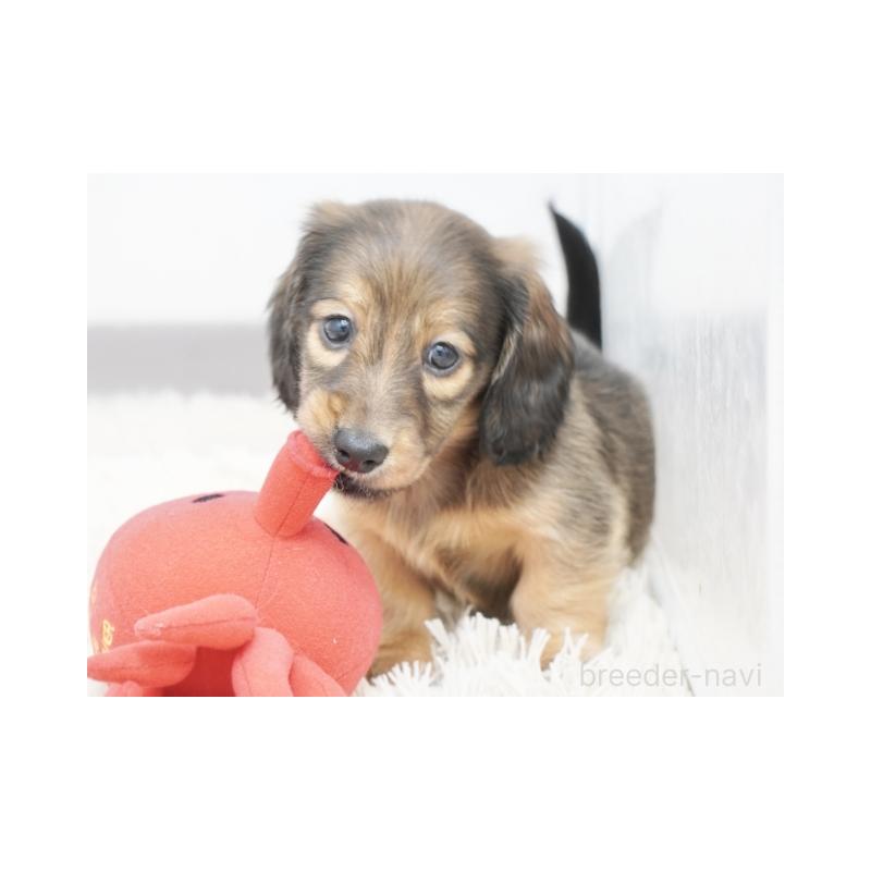 成約済の兵庫県のミニチュアダックスフンド(ロングヘアード)-420269の6枚目