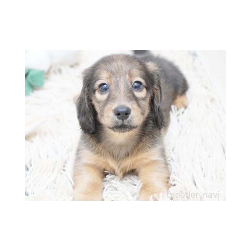 成約済の兵庫県のミニチュアダックスフンド(ロングヘアード)-420269の5枚目