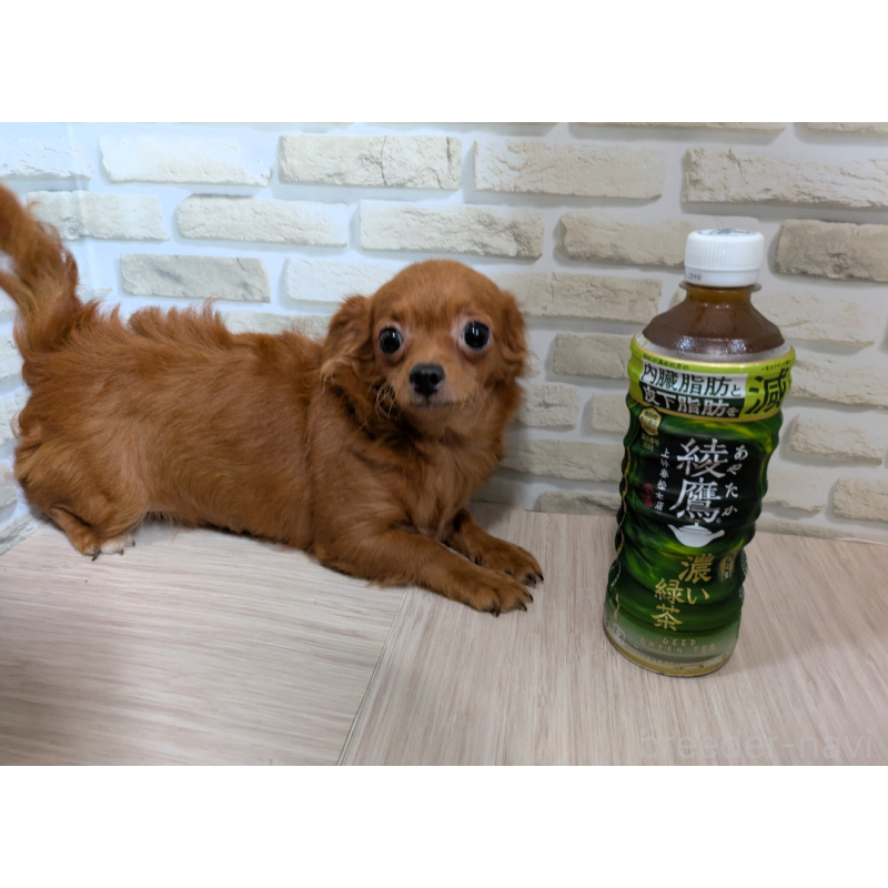 商談中の茨城県のミックス犬-397432