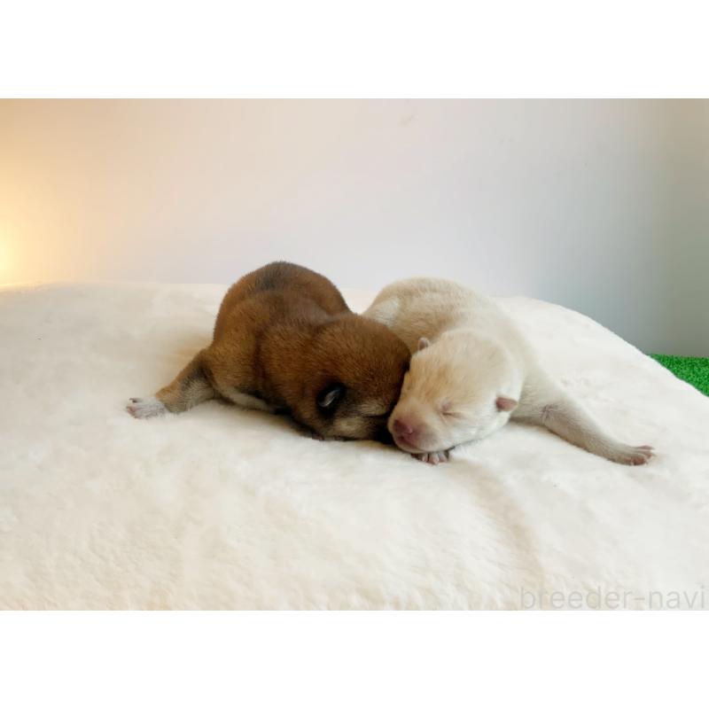 販売中の神奈川県の柴犬-420408の3枚目