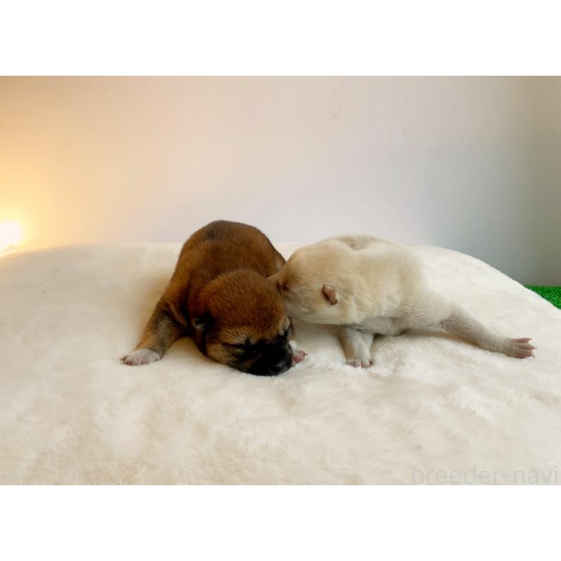 販売中の神奈川県の柴犬-420408の2枚目
