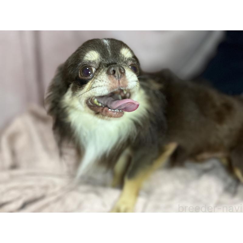 ののチワワ(ロングコート)-