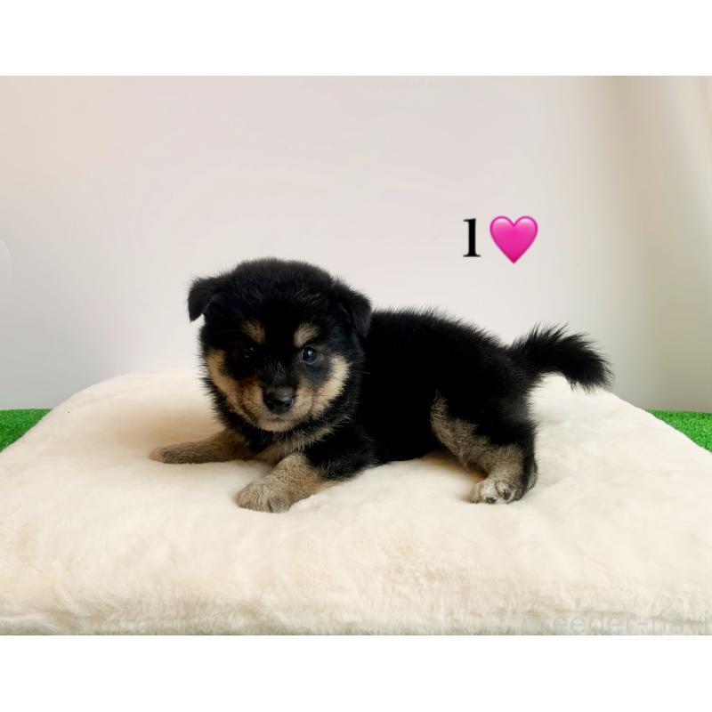 販売中の神奈川県の柴犬-420410の4枚目