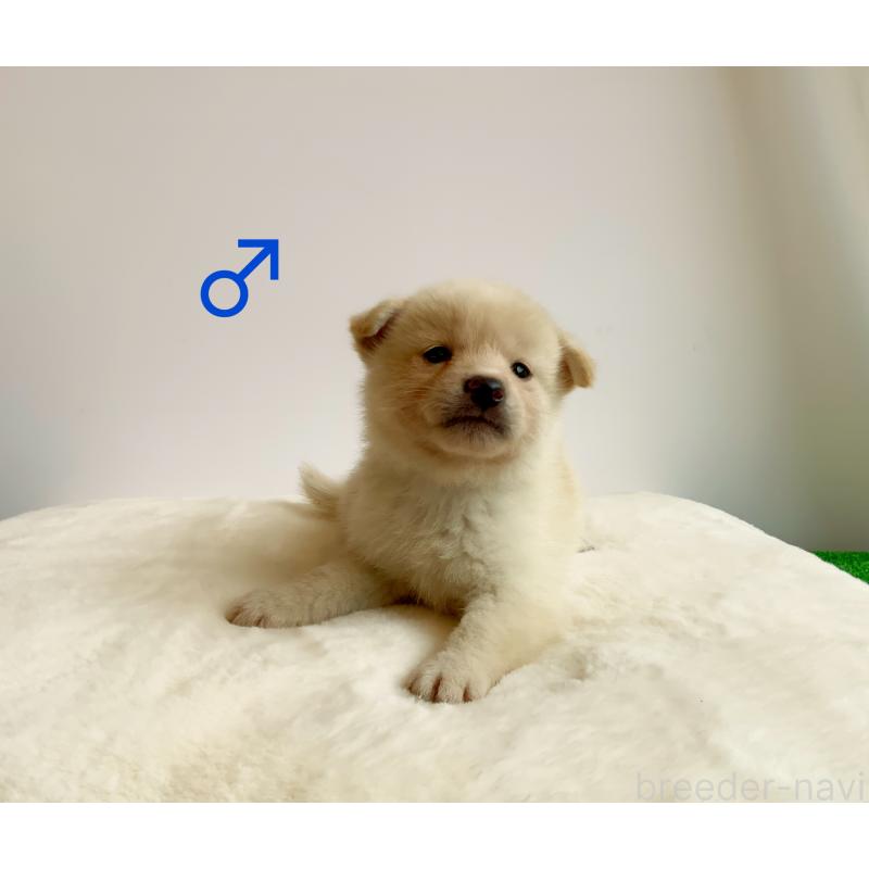 販売中の神奈川県の柴犬-420410の2枚目