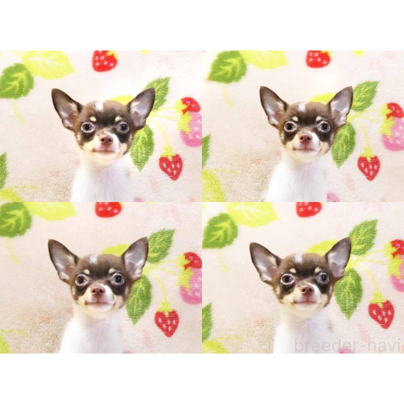 販売中の千葉県のチワワ(ロングコート)-413585の6枚目