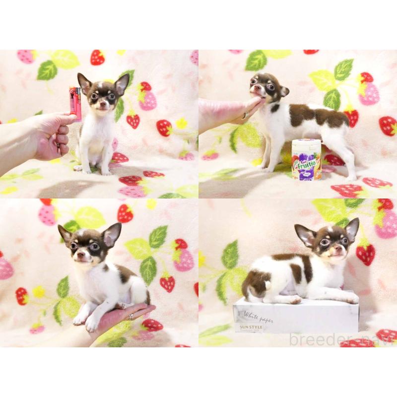 販売中の千葉県のチワワ(ロングコート)-413585の5枚目