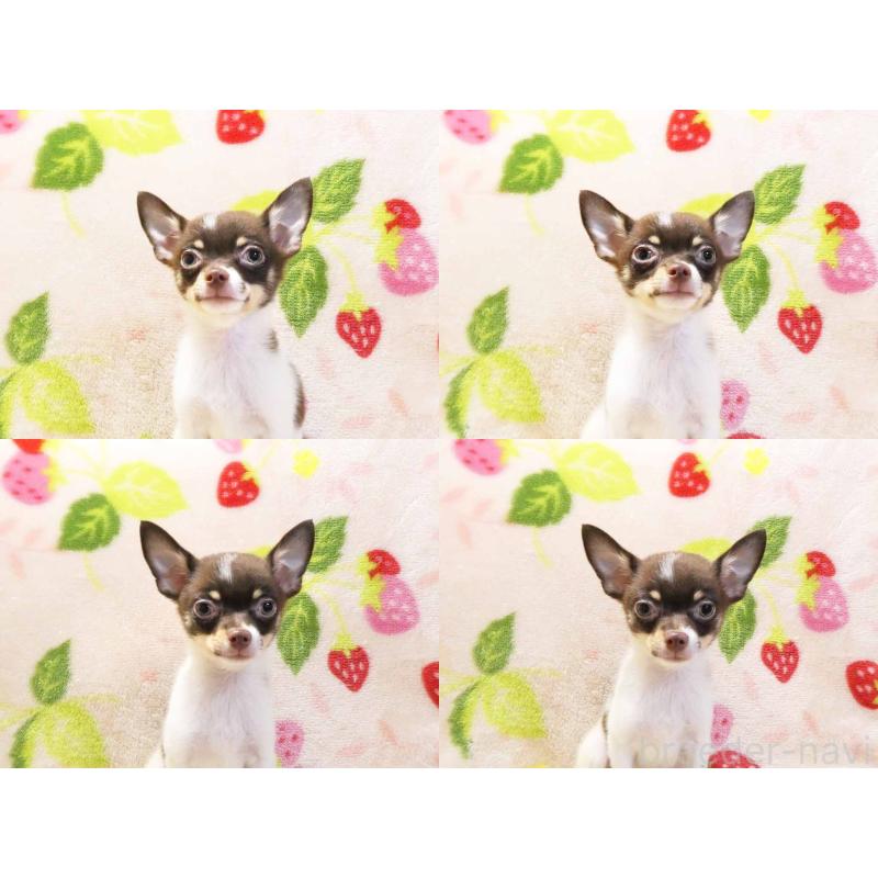 販売中の千葉県のチワワ(ロングコート)-413585の4枚目