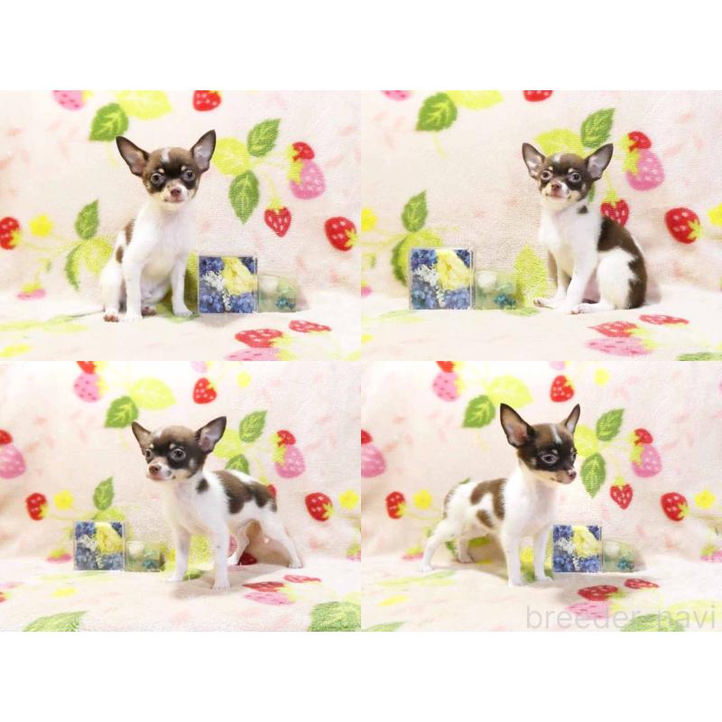 販売中の千葉県のチワワ(ロングコート)-413585の3枚目