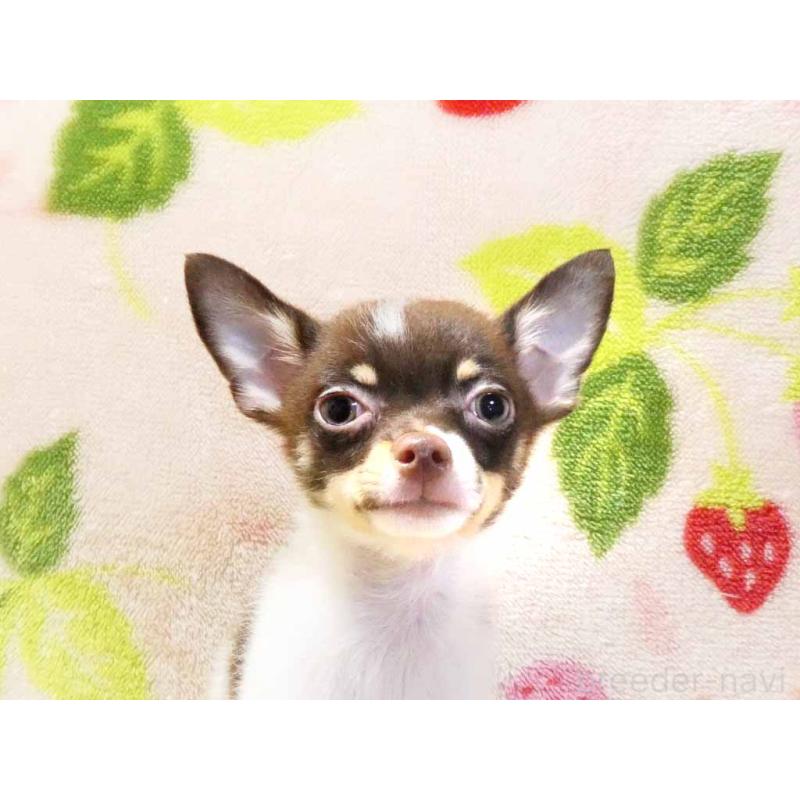 販売中の千葉県のチワワ(ロングコート)-413585の2枚目