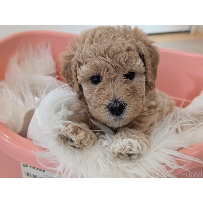 成約済の千葉県のミディアムプードル-417039の2枚目