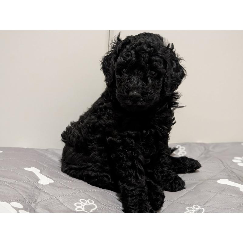 成約済の千葉県のミディアムプードル-416934の3枚目