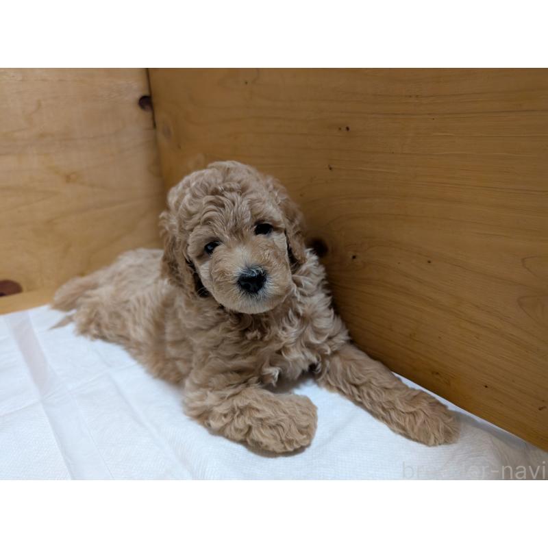 成約済の千葉県のミディアムプードル-418639の2枚目