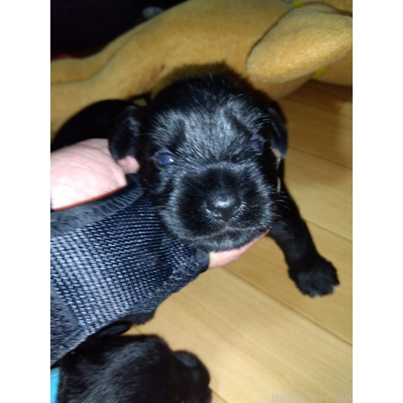 成約済の兵庫県のミニチュアシュナウザー-419553の2枚目