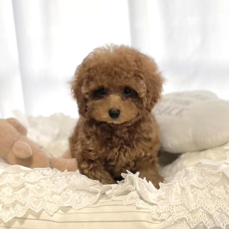 成約済の大阪府のトイプードル-417697の1枚目