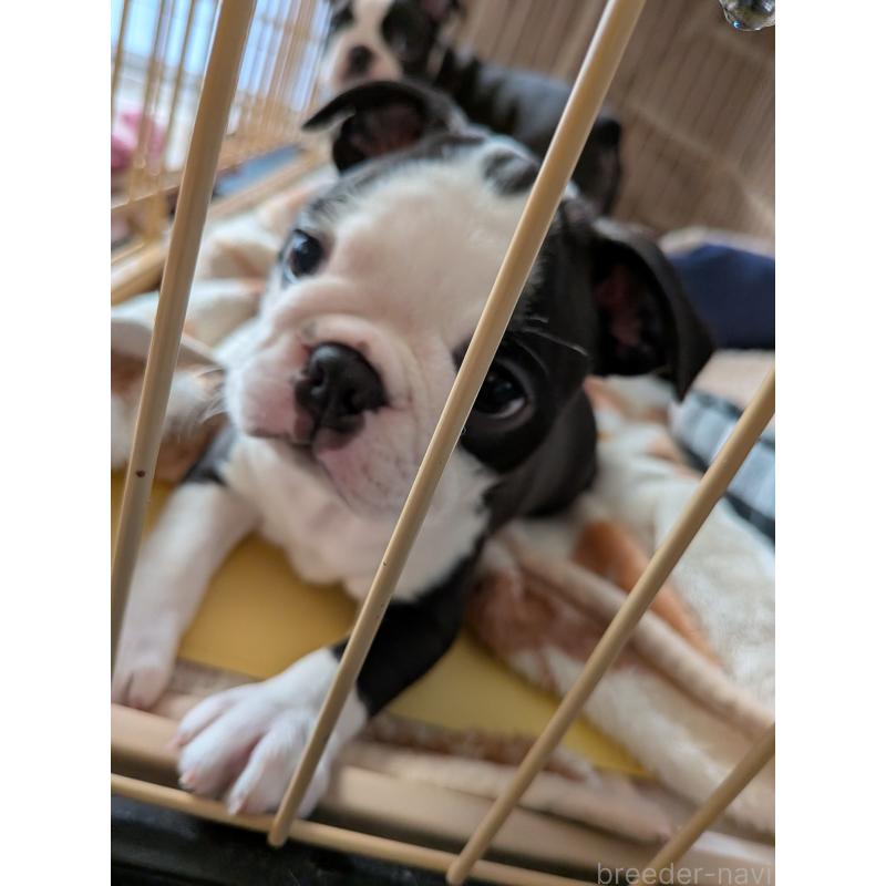 成約済の愛知県のボストンテリア-414776の9枚目