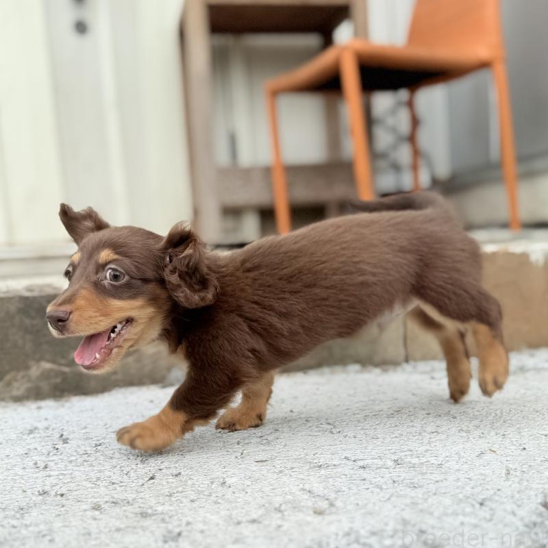 成約済の埼玉県のミニチュアダックスフンド(ロングヘアード)-417129の15枚目