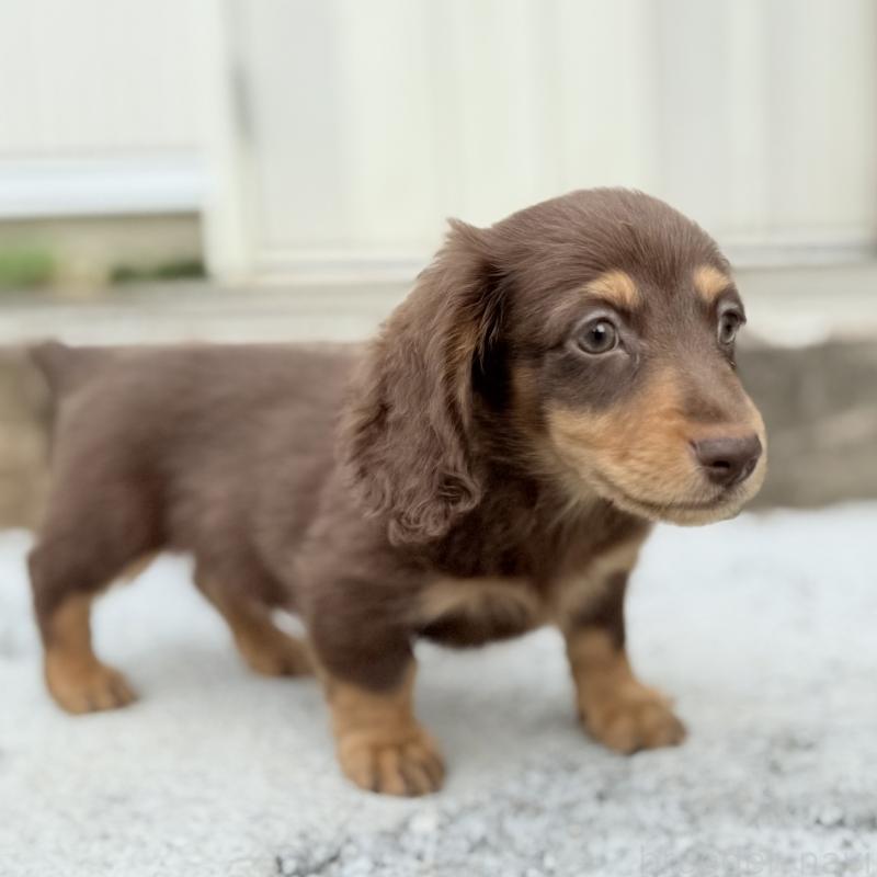 成約済の埼玉県のミニチュアダックスフンド(ロングヘアード)-417129の14枚目