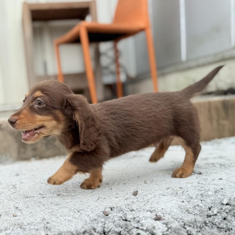 成約済の埼玉県のミニチュアダックスフンド(ロングヘアード)-417129の13枚目