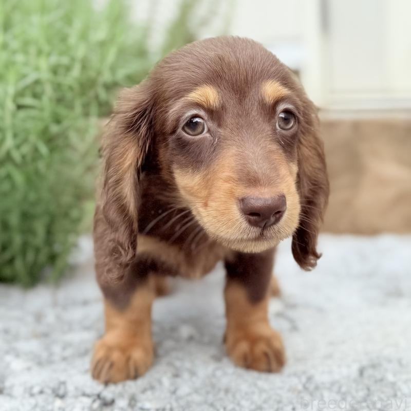 成約済の埼玉県のミニチュアダックスフンド(ロングヘアード)-417129の12枚目