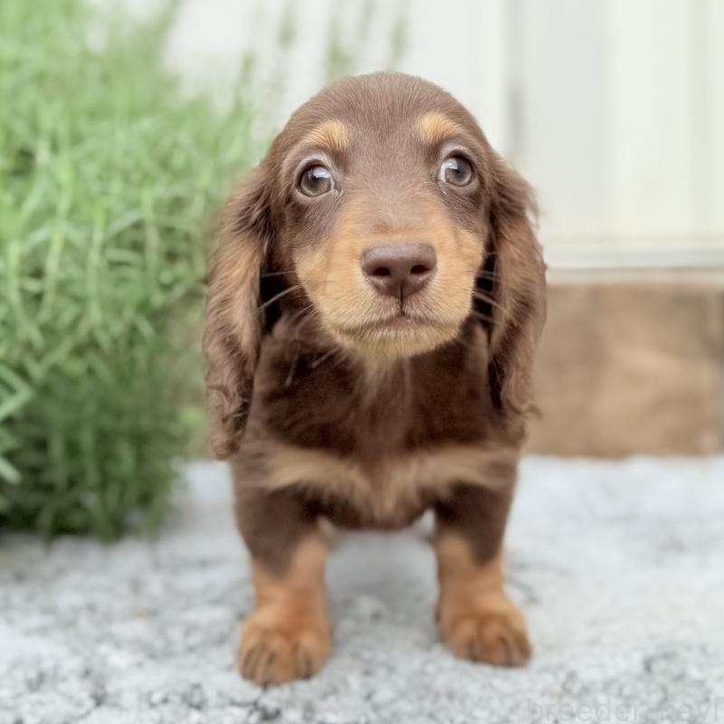 成約済の埼玉県のミニチュアダックスフンド(ロングヘアード)-417129の11枚目