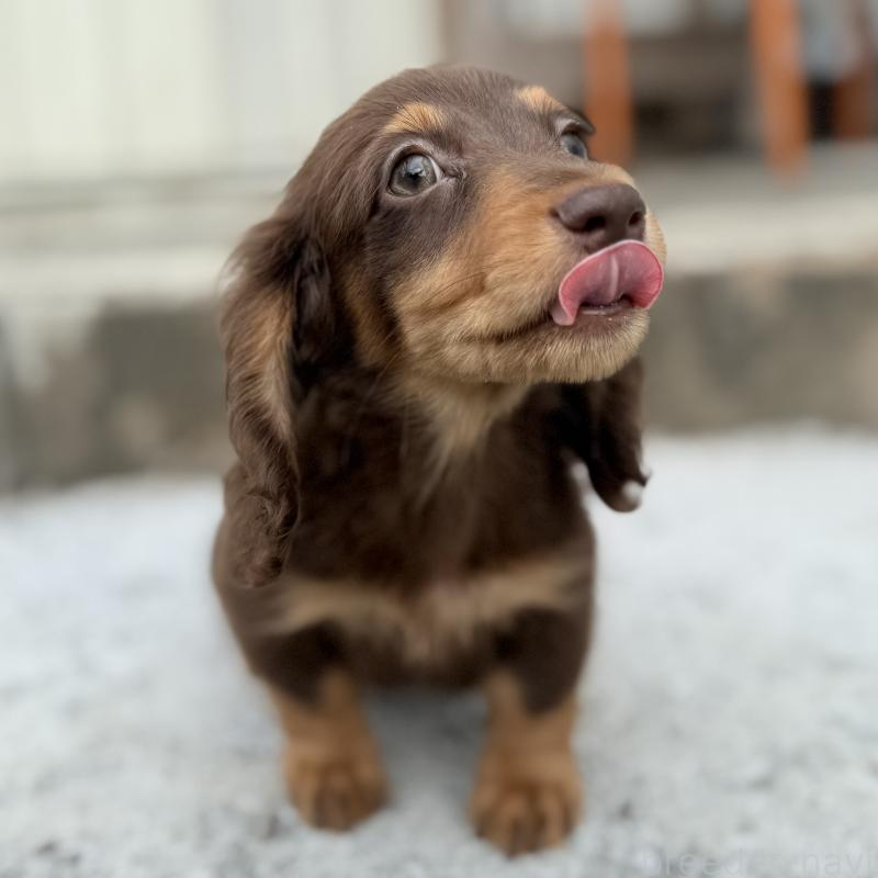 成約済の埼玉県のミニチュアダックスフンド(ロングヘアード)-417129の10枚目