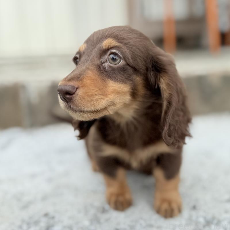 成約済の埼玉県のミニチュアダックスフンド(ロングヘアード)-417129の9枚目