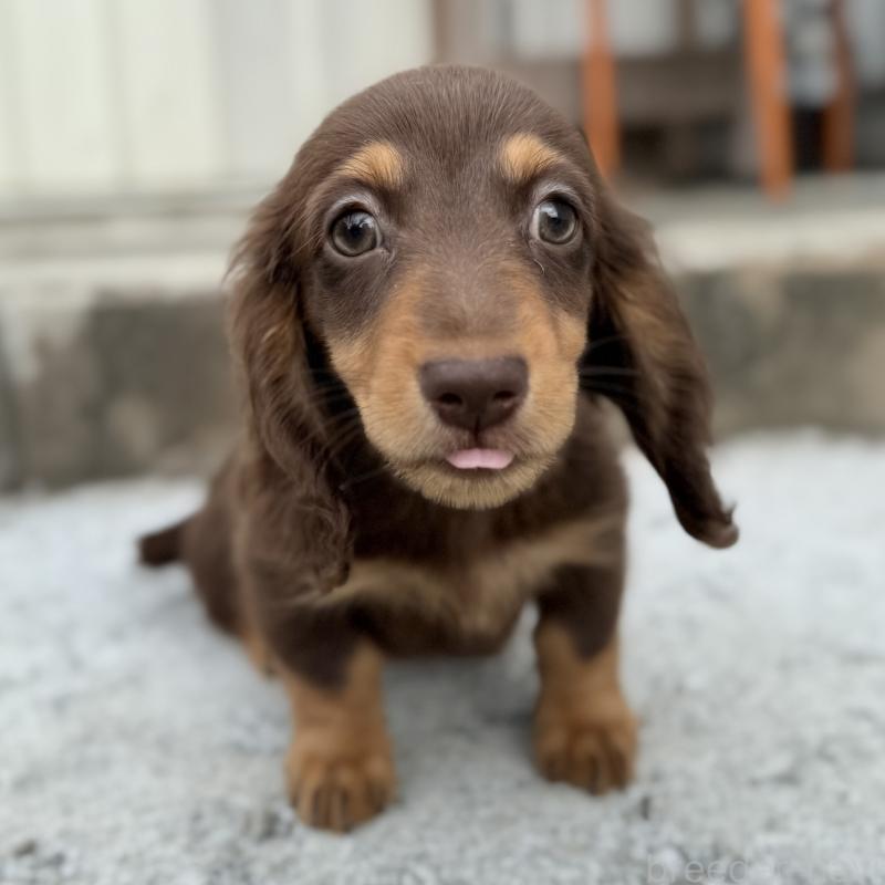 成約済の埼玉県のミニチュアダックスフンド(ロングヘアード)-417129の8枚目