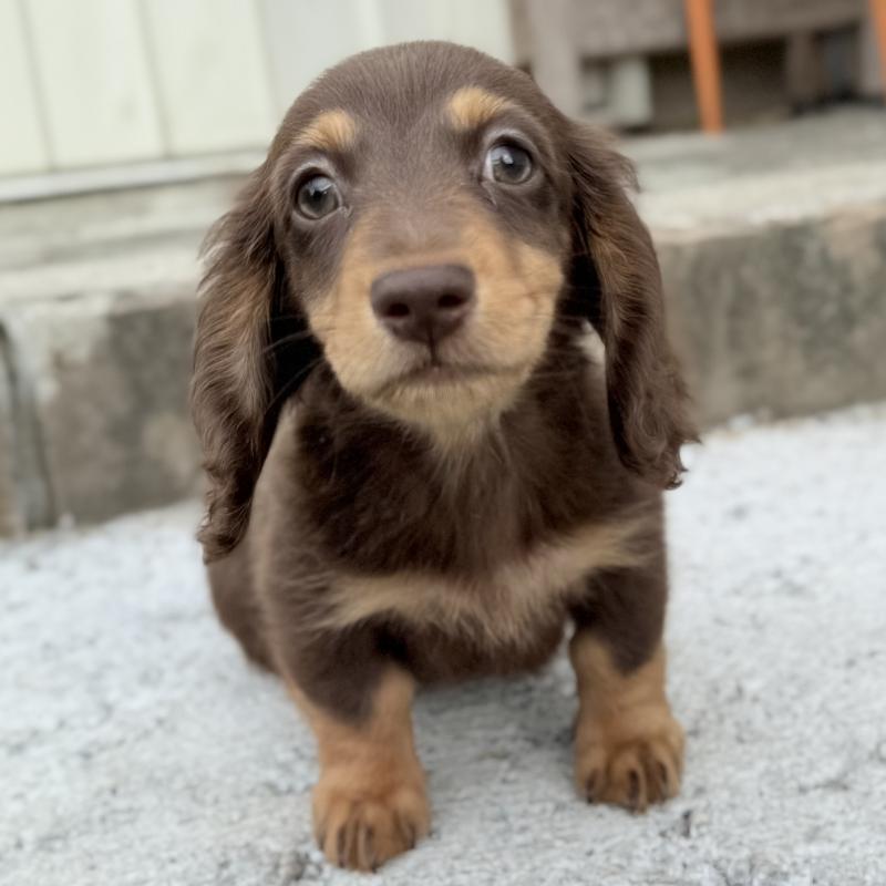 成約済の埼玉県のミニチュアダックスフンド(ロングヘアード)-417129の7枚目