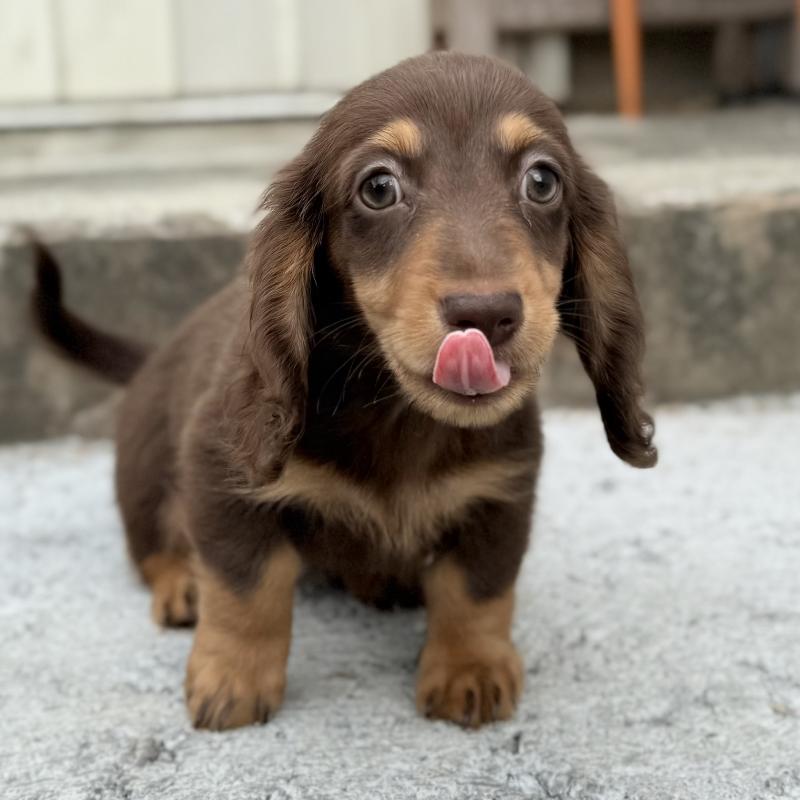 成約済の埼玉県のミニチュアダックスフンド(ロングヘアード)-417129の6枚目