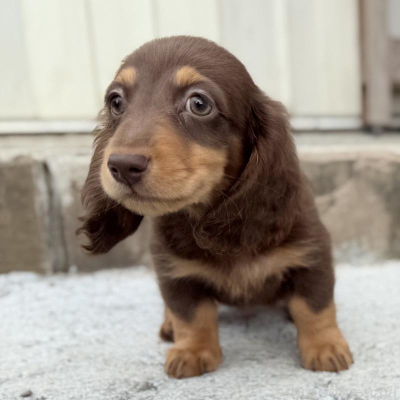 成約済の埼玉県のミニチュアダックスフンド(ロングヘアード)-417129の5枚目