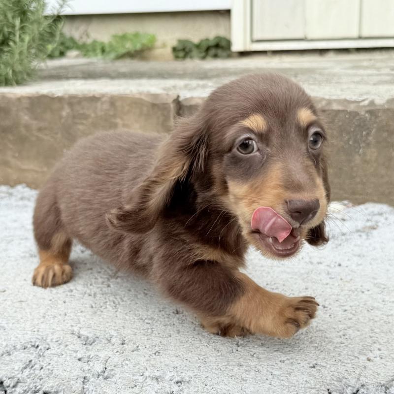 成約済の埼玉県のミニチュアダックスフンド(ロングヘアード)-417129の4枚目