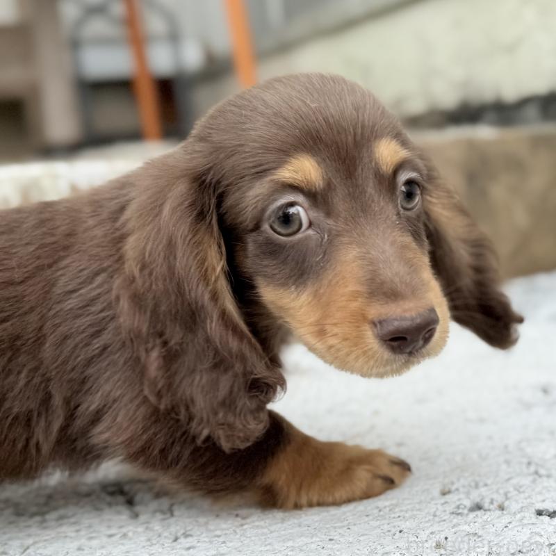 成約済の埼玉県のミニチュアダックスフンド(ロングヘアード)-417129の3枚目