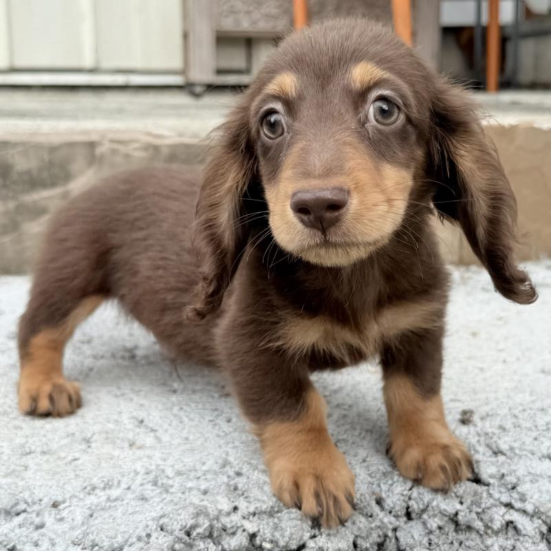 成約済の埼玉県のミニチュアダックスフンド(ロングヘアード)-417129の2枚目