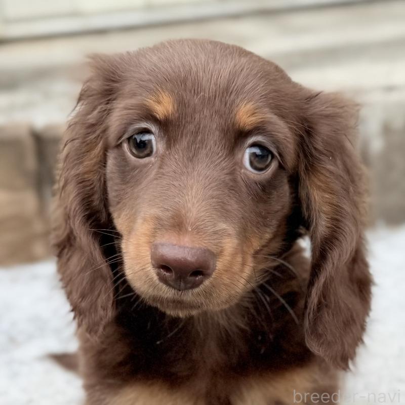 商談中の埼玉県のミニチュアダックスフンド(ロングヘアード)-417131の10枚目