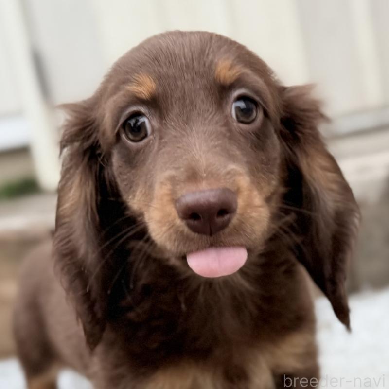 商談中の埼玉県のミニチュアダックスフンド(ロングヘアード)-417131の9枚目