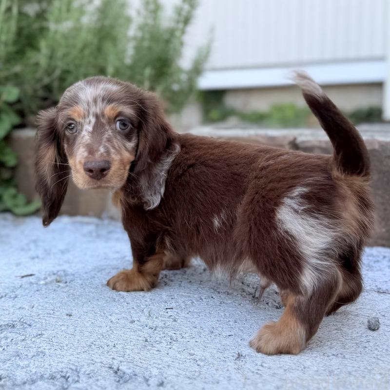 販売中の埼玉県のミニチュアダックスフンド(ロングヘアード)-417119の9枚目