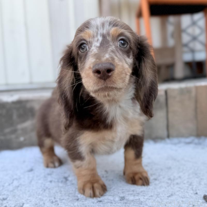 販売中の埼玉県のミニチュアダックスフンド(ロングヘアード)-417119の8枚目