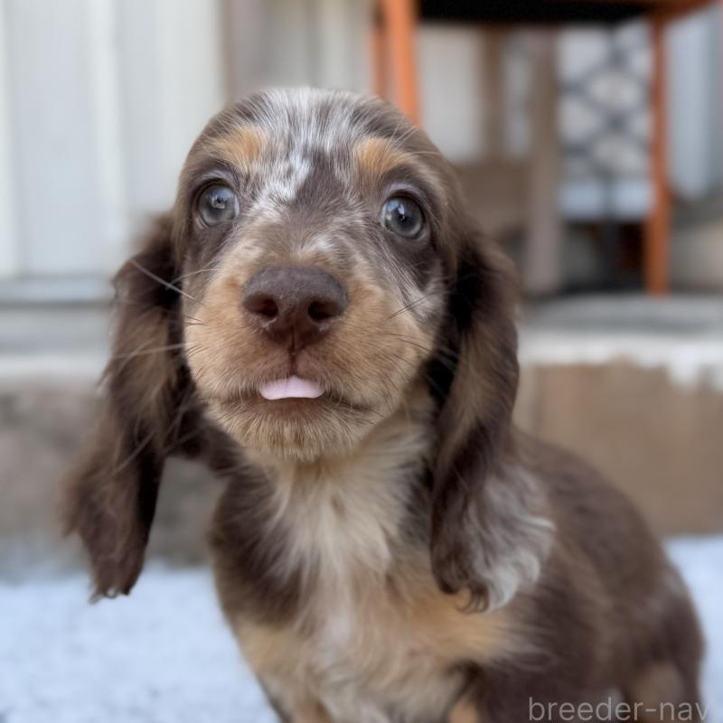 販売中の埼玉県のミニチュアダックスフンド(ロングヘアード)-417119の3枚目