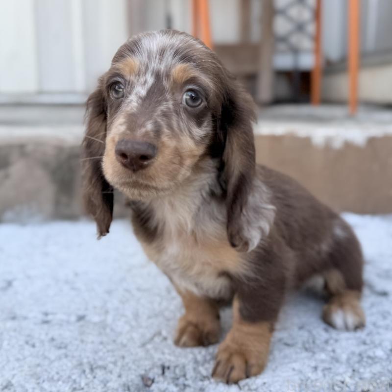 販売中の埼玉県のミニチュアダックスフンド(ロングヘアード)-417119