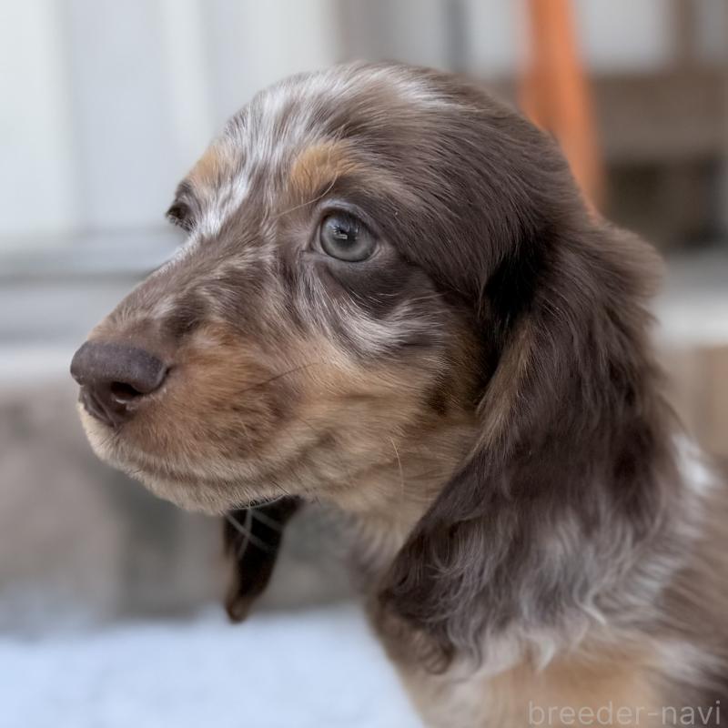 販売中の埼玉県のミニチュアダックスフンド(ロングヘアード)-417119の2枚目