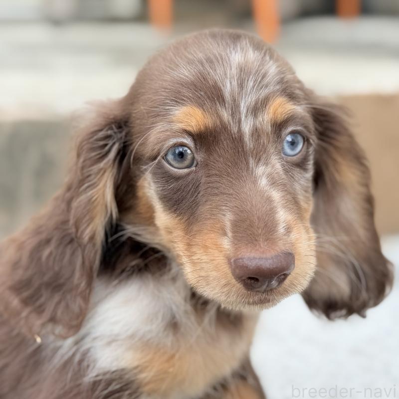 販売中の埼玉県のミニチュアダックスフンド(ロングヘアード)-417128の12枚目