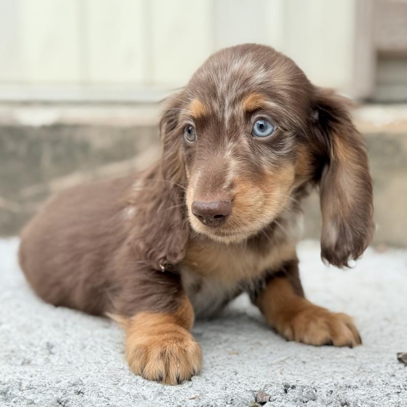 販売中の埼玉県のミニチュアダックスフンド(ロングヘアード)-417128の11枚目