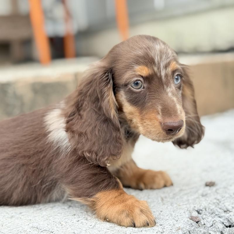 販売中の埼玉県のミニチュアダックスフンド(ロングヘアード)-417128の10枚目