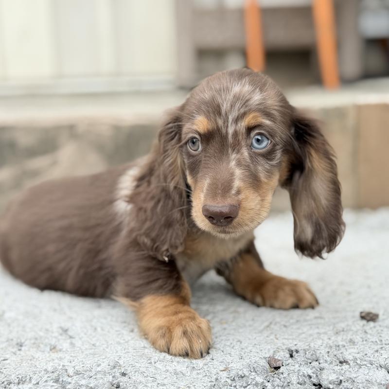 販売中の埼玉県のミニチュアダックスフンド(ロングヘアード)-417128の9枚目