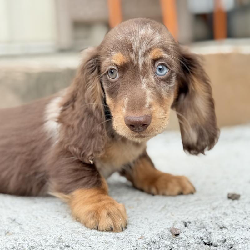販売中の埼玉県のミニチュアダックスフンド(ロングヘアード)-417128の8枚目