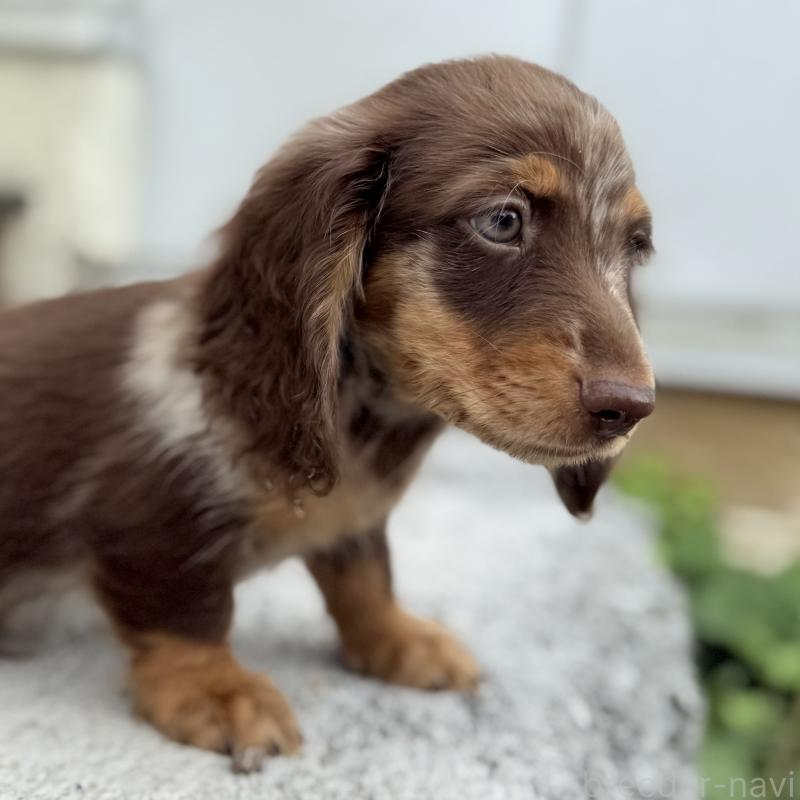 販売中の埼玉県のミニチュアダックスフンド(ロングヘアード)-417128の7枚目
