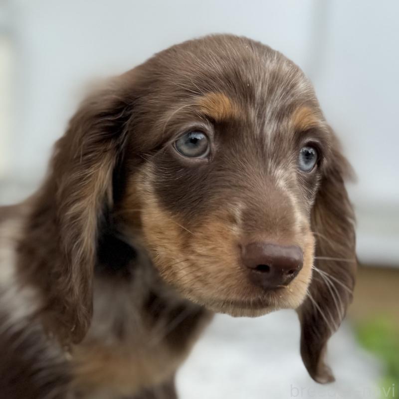 販売中の埼玉県のミニチュアダックスフンド(ロングヘアード)-417128の6枚目